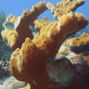 Magnificent elkhorn coral (Acropora palmata) under the sea surface