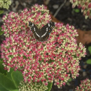 Magnificent fat hen (Hylotelephium spectabile) Magnificent fat hen (Hylotelephium spectabile)