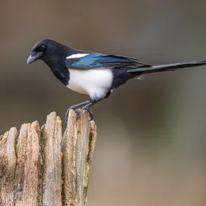 Magpie (Pica pica), Neuhaus, Lower Saxony, Germany