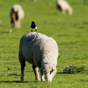 Magpie on the back of a sheep Magpie on the back of a sheep