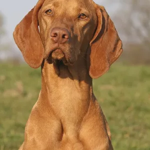 Magyar Vizsla Portrait Print Magyar Vizsla Portrait Print