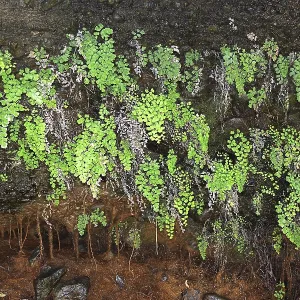 Maidenhair fern (Adiantum capillus-veneris) Maidenhair fern (Adiantum capillus-veneris)