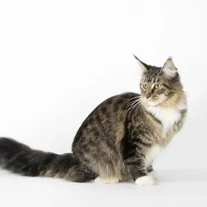 Maine Coon cat, black-tabby-mackerell-white Maine Coon cat, black-tabby-mackerell-white
