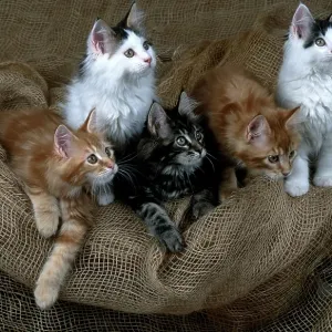Maine Coon Cats 12 Weeks Old Print