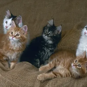 Maine Coon cats, litter, 12 weeks old Maine Coon cats, litter, 12 weeks old