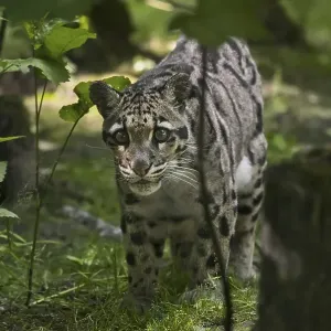 Mainland clouded leopard (Neofelis nebulosa) arboreal Mainland clouded leopard (Neofelis nebulosa) arboreal