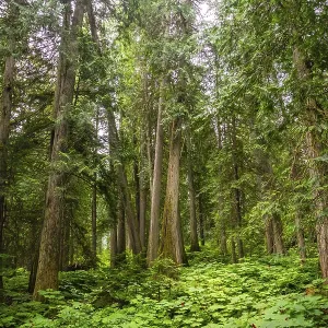 Majestic cedars rise from a vibrant carpet of ferns and devil's club Majestic cedars rise from a vibrant carpet of ferns and devil's club