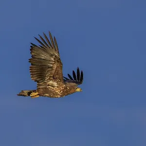 A majestic eagle circles high in a clear sky A majestic eagle circles high in a clear sky