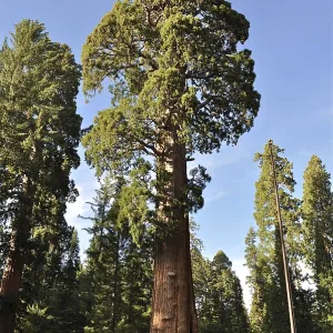A majestic Sequoia tree, giant sequoia (Sequoiadendron giganteum)