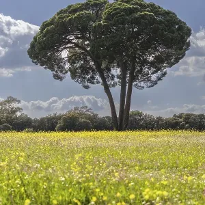 Majestic stone pine (Pinus pinea) Majestic stone pine (Pinus pinea)