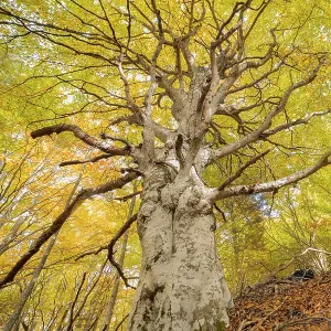Majestic tree with sprawling branches covered in yellow autumn leaves in a serene forest