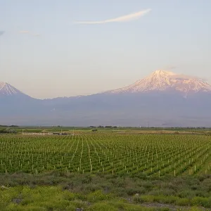 Two majestic volcanoes in the soft morning light behind a vast vineyard Two majestic volcanoes in the soft morning light behind a vast vineyard