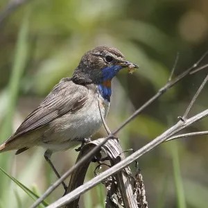 Male bluethroat (Luscinia svecica) with the caught caterpillar Male bluethroat (Luscinia svecica) with the caught caterpillar