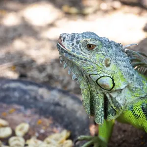 Male Green iguana, American iguana or Iguana iguana Male Green iguana, American iguana or Iguana iguana