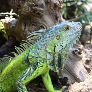 Male Green iguana, American iguana or Iguana iguana Male Green iguana, American iguana or Iguana iguana