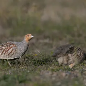 The male grey partridge (Perdix perdix) repeatedly interrupts the search for food The male grey partridge (Perdix perdix) repeatedly interrupts the search for food