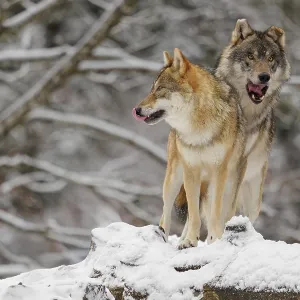 A male grey wolf (Canis lupus lupus) A male grey wolf (Canis lupus lupus)