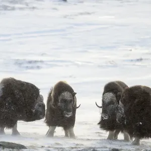 Four male musk oxen (Ovibos moschatus)