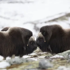 Male musk oxen (Ovibos moschatus)