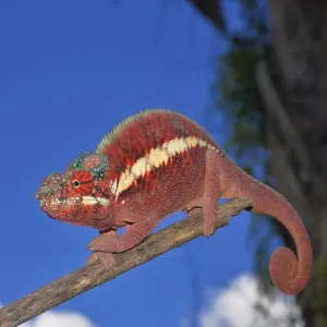Male panther chameleon (Furcifer pardalis)