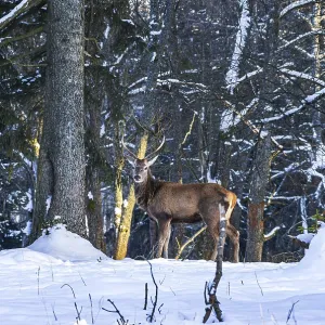Male red deer, Cervus elaphus, in snowy winter forest Male red deer, Cervus elaphus, in snowy winter forest