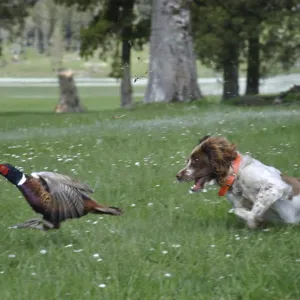 Male ring-necked pheasant, Phasianus colchinus Male ring-necked pheasant, Phasianus colchinus