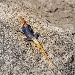 Male settler agama (Agama agama), Namibia