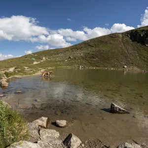 Male Vizsla bathing in Lake Strela