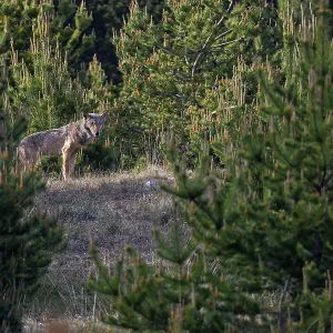 A Male Wolf in Evening Sun Print, Denmark A Male Wolf in Evening Sun Print, Denmark