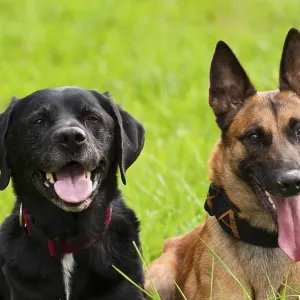 Malinois and Labrador mix on a green meadow Malinois and Labrador mix on a green meadow