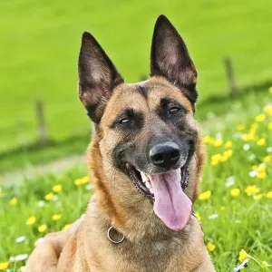 Malinois portrait Malinois portrait