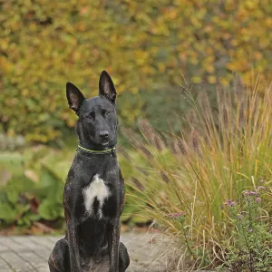 Malinois sitting on stone slab Malinois sitting on stone slab