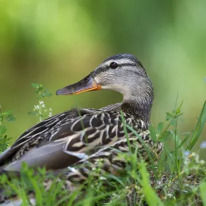 Mallard (Anas platyrhynchos), female sitting in the grass and looking around