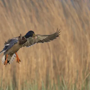Mallard (Anas platyrhynchos), Texel, Netherlands