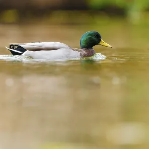 Mallard drake glides calmly through golden water Mallard drake glides calmly through golden water