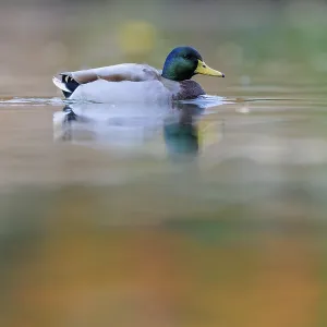 Mallard drake on still water with soft reflections Mallard drake on still water with soft reflections