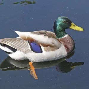 Mallard Duck Print - Drakes Swimming in a Pond Mallard Duck Print - Drakes Swimming in a Pond