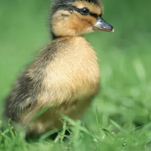 Mallard, duckling, North Rhine-Westphalia Mallard, duckling, North Rhine-Westphalia