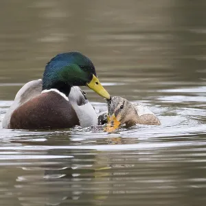 Mallard ducks (anas platyrhynchos)