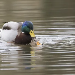 Mallard ducks (anas platyrhynchos) mating
