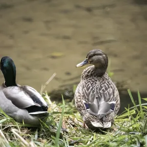 Mallard ducks resting together by the water's edge Mallard ducks resting together by the water's edge