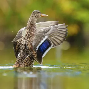 The mallard rises in water, the blue wing mirror shines in soft light The mallard rises in water, the blue wing mirror shines in soft light