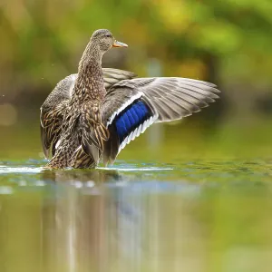 A mallard stretches its wings, the blue wing mirror glows over calm green water A mallard stretches its wings, the blue wing mirror glows over calm green water
