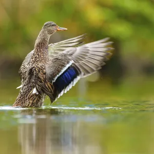 The mallard stretches its wings and is reflected in the soft green of still water The mallard stretches its wings and is reflected in the soft green of still water