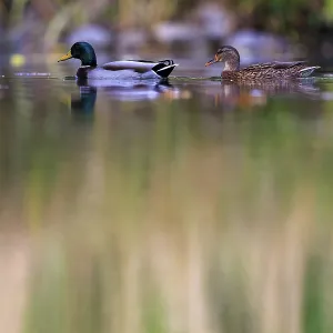 Two mallards swim sideways in front of reed-like reflections in muted shades of green and brown Two mallards swim sideways in front of reed-like reflections in muted shades of green and brown