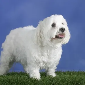 Maltese Dog Print Maltese Dog Print