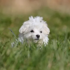 Maltese domestic dog (Canis lupus familiaris) Maltese domestic dog (Canis lupus familiaris)