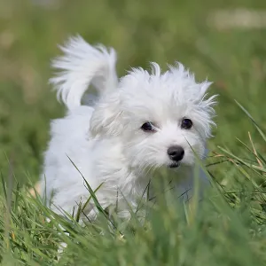 Maltese domestic dog (Canis lupus familiaris) Maltese domestic dog (Canis lupus familiaris)