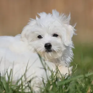 Maltese domestic dog (Canis lupus familiaris) Maltese domestic dog (Canis lupus familiaris)
