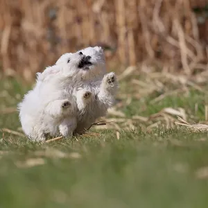 Maltese domestic dog (Canis lupus familiaris) Maltese domestic dog (Canis lupus familiaris)